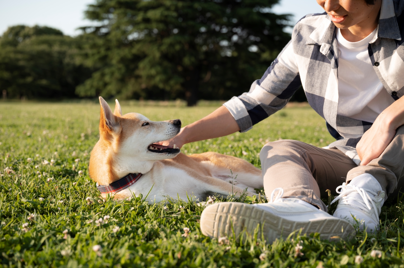 shiba-inu-dog-taking-walk